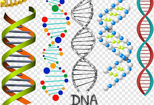 上海联迈生物工程有限公司